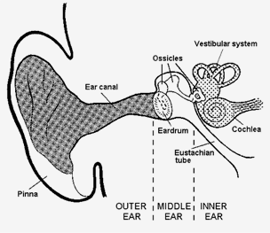 Inner Ear: Anatomy & Function